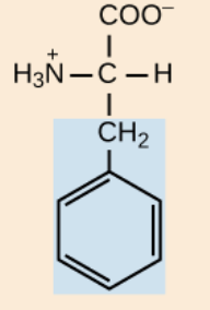<p>nonpolar, aromatic R groups</p>