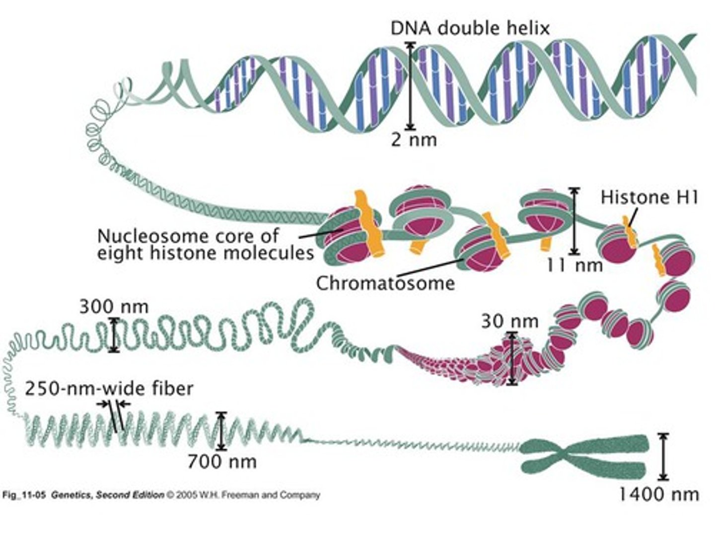<p>-nucleic acids and protein together</p>