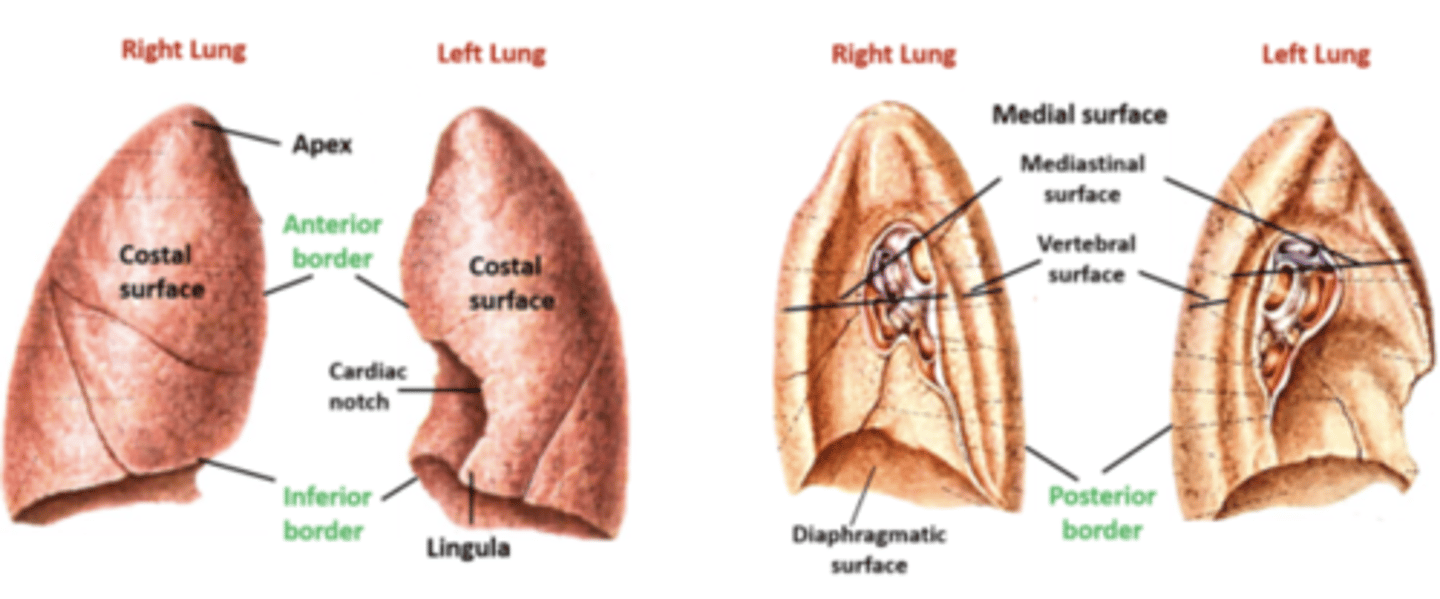 <p>. Mediastinal -&gt; contact with mediastium</p><p>. Costal -&gt; contact with the ribcage</p><p>. Diaprhagmatic -&gt; dome-shaped contact with the diaphragm</p>