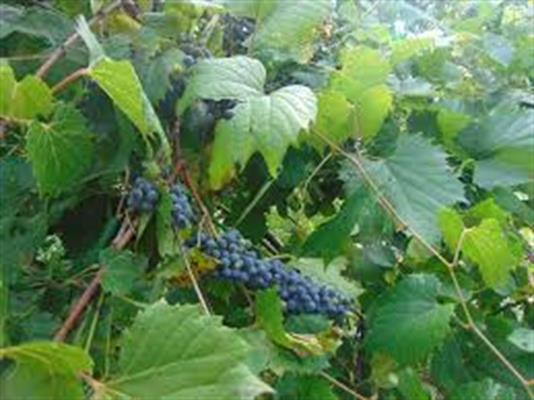 <ul><li><p>grows everywhere</p></li><li><p>wraps around trees, vine</p></li><li><p>alt branch</p></li><li><p>leaves: simple </p></li><li><p>bark: peely, stripy, chocolate brown</p></li><li><p>repro: grapes</p></li></ul>