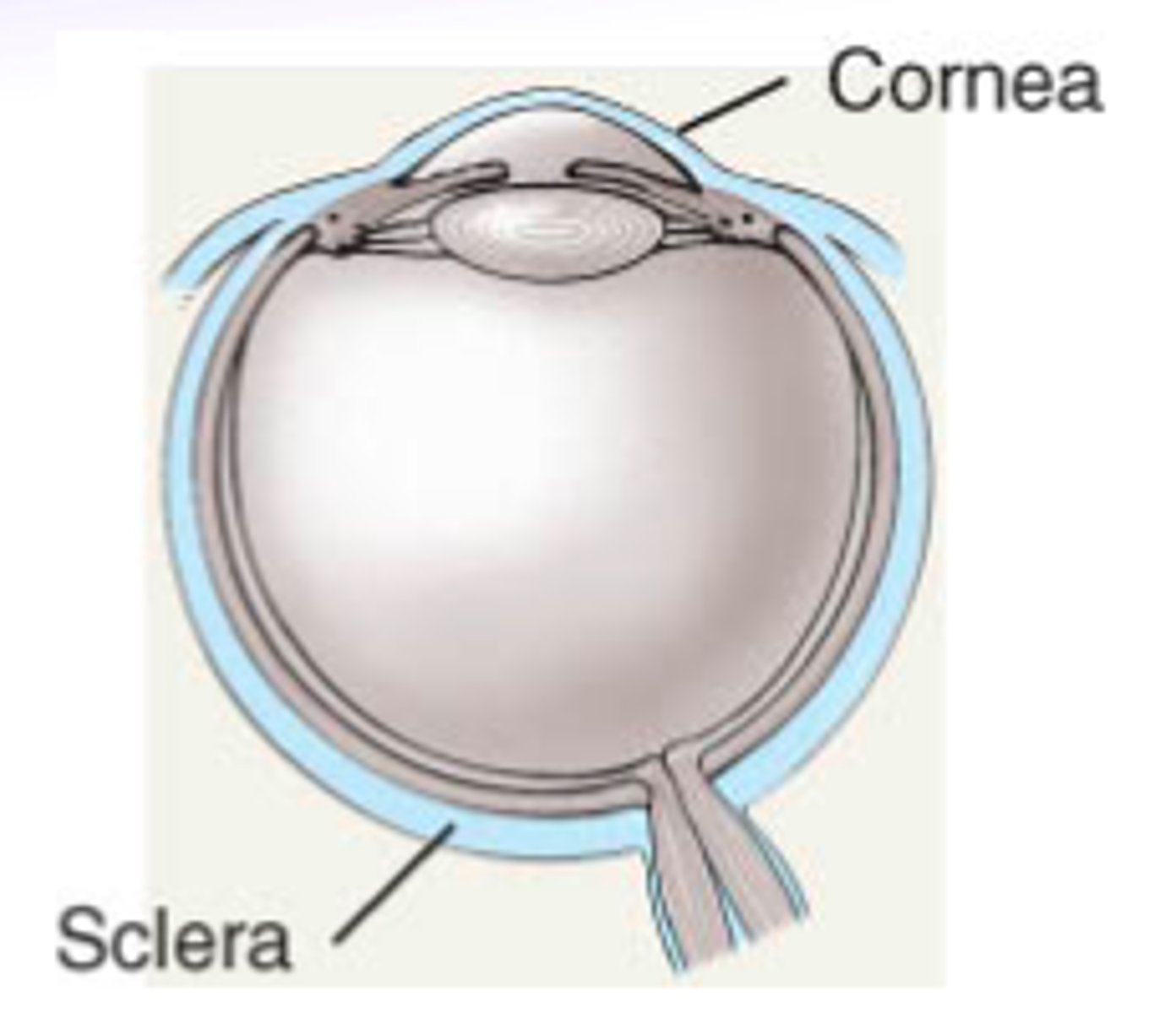 <p>sclera + cornea</p>