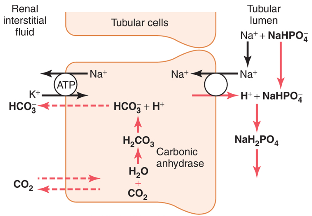 <ul><li><p>H+ is excreted in combination with <span><span>NaHPO</span><sub><span>4</span></sub><sup><span>-</span></sup></span></p></li><li><p><span><span>as H+ is excreted in the urine, HCO</span><sub><span>3</span></sub><sup><span>-</span></sup><span> passes into the interstitial fluid</span></span></p></li></ul><p></p>