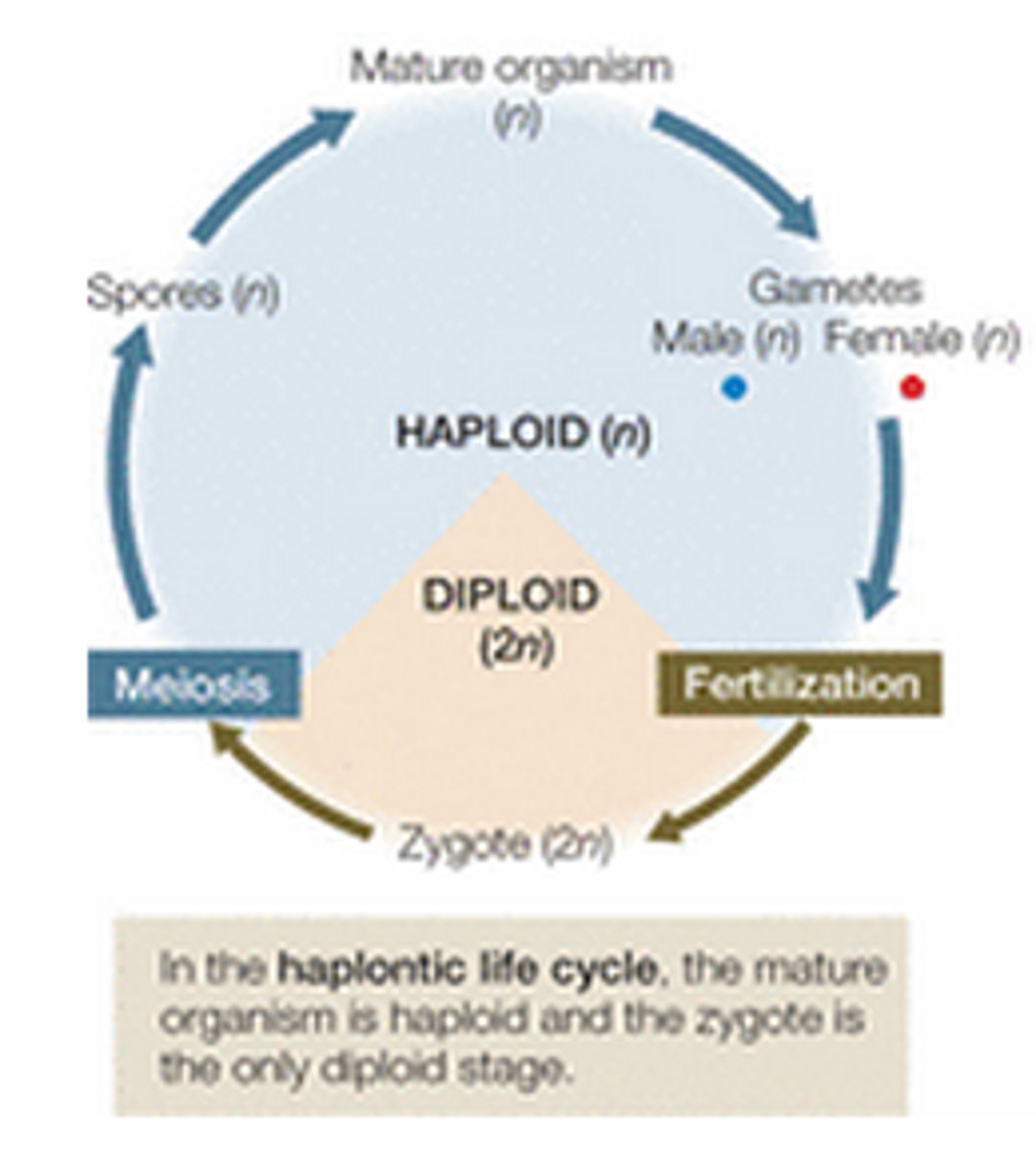 <p>describes a life cycle in which the haploid stage is the dominant stage</p>