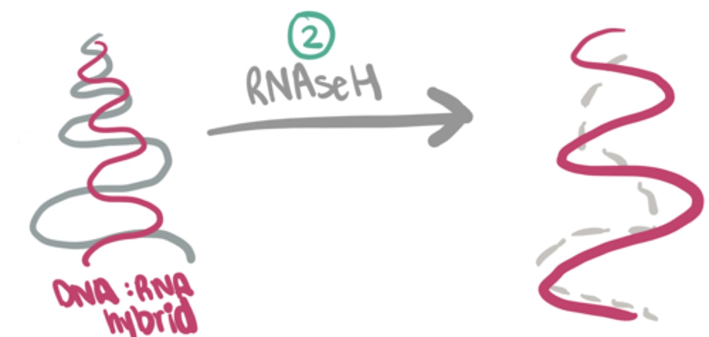 <p>Retrovirus Replication:</p><p>2. RNAseH ____ the original ssRNA </p>