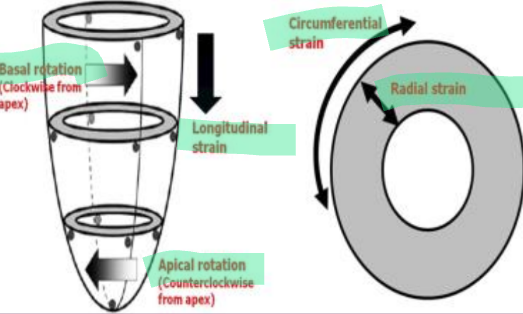 <ul><li><p>Longitudinal strain (LS)</p></li><li><p>Circumferential strain (CS)</p><ul><li><p>Basal rotation (clockwise from apex)</p></li><li><p>Apical rotation (counterclockwise from apex)</p></li></ul></li><li><p>Radial strain (RS)</p></li></ul>