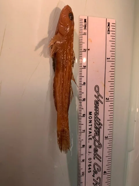 <p>What fish is this?</p>