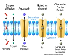 <p>Facilitated Diffusion </p>