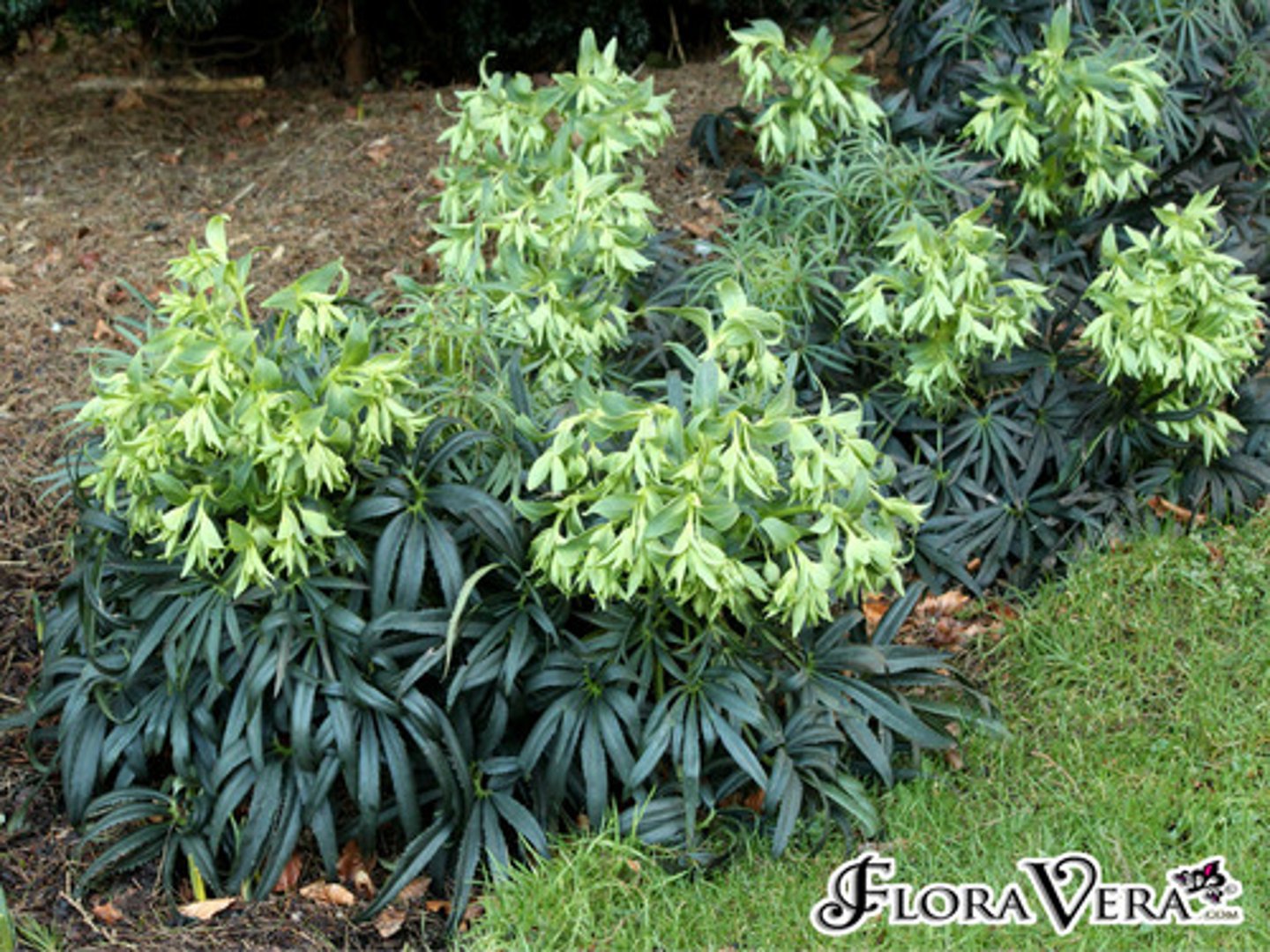 <p>-Palm tree shaped leaves<br>-Poisonous</p>