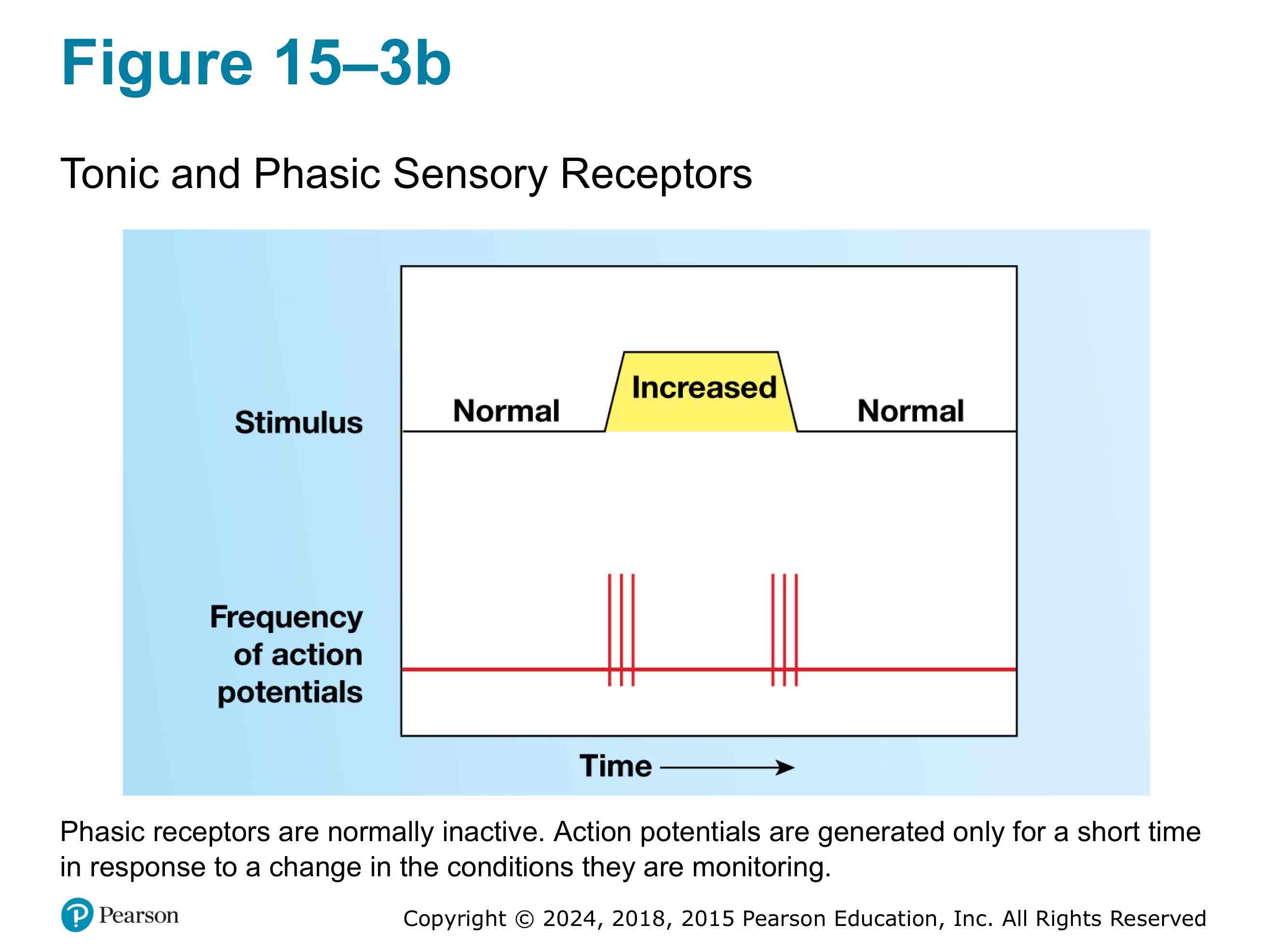 <p>They are inactive and only gets activated by large stimulus. Stimulation causes a burst of action potential that ends when stimulus stops.</p>