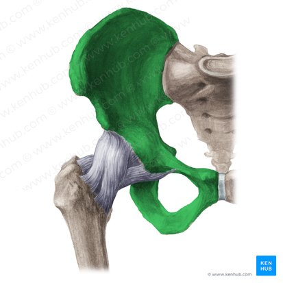 <p>relating to or being the innominate bone</p>