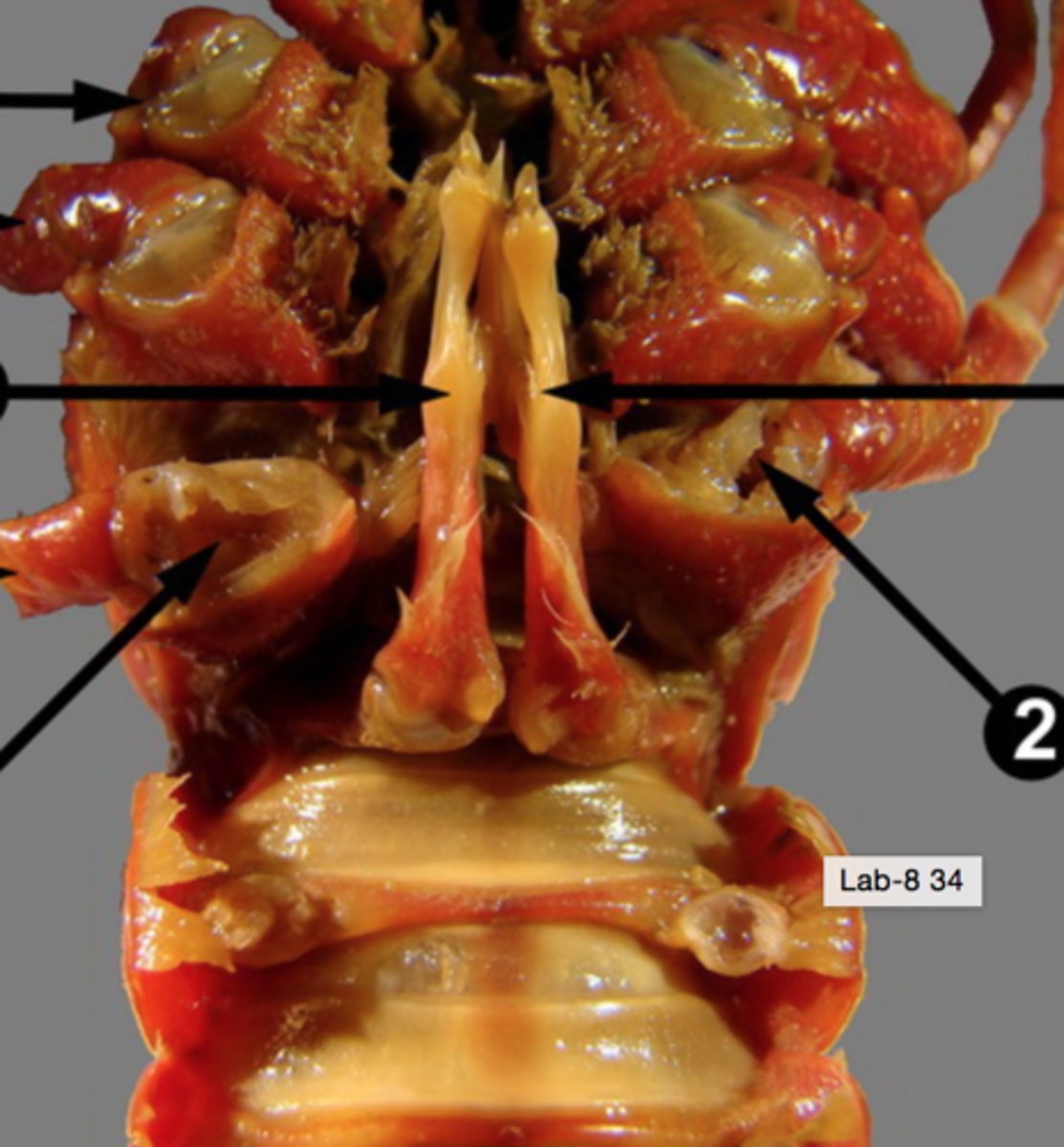 <p>Crustacea</p>