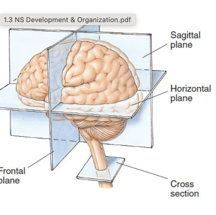 <p>ONLY in spinal cord at an angle</p>