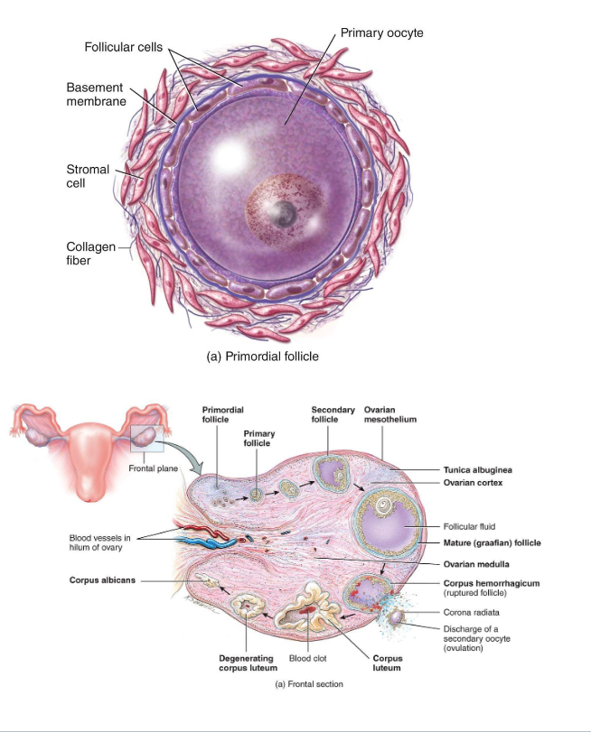 <p><span style="color: rgb(0, 0, 0);"><span>Present at birth</span></span></p><p><span style="color: rgb(0, 0, 0);"><span><br>Single layer of squamous (sometimes call flat cells) cells around a primary oocyte (arrested in Prophase I)</span></span></p><p><span style="color: rgb(0, 0, 0);"><span><br>Resting pool for future cycles (ready to go into oogenesis and cause ovalution)<br>-  Most never develop<br>-  Atresia (if it not dominant follicle)</span></span></p>