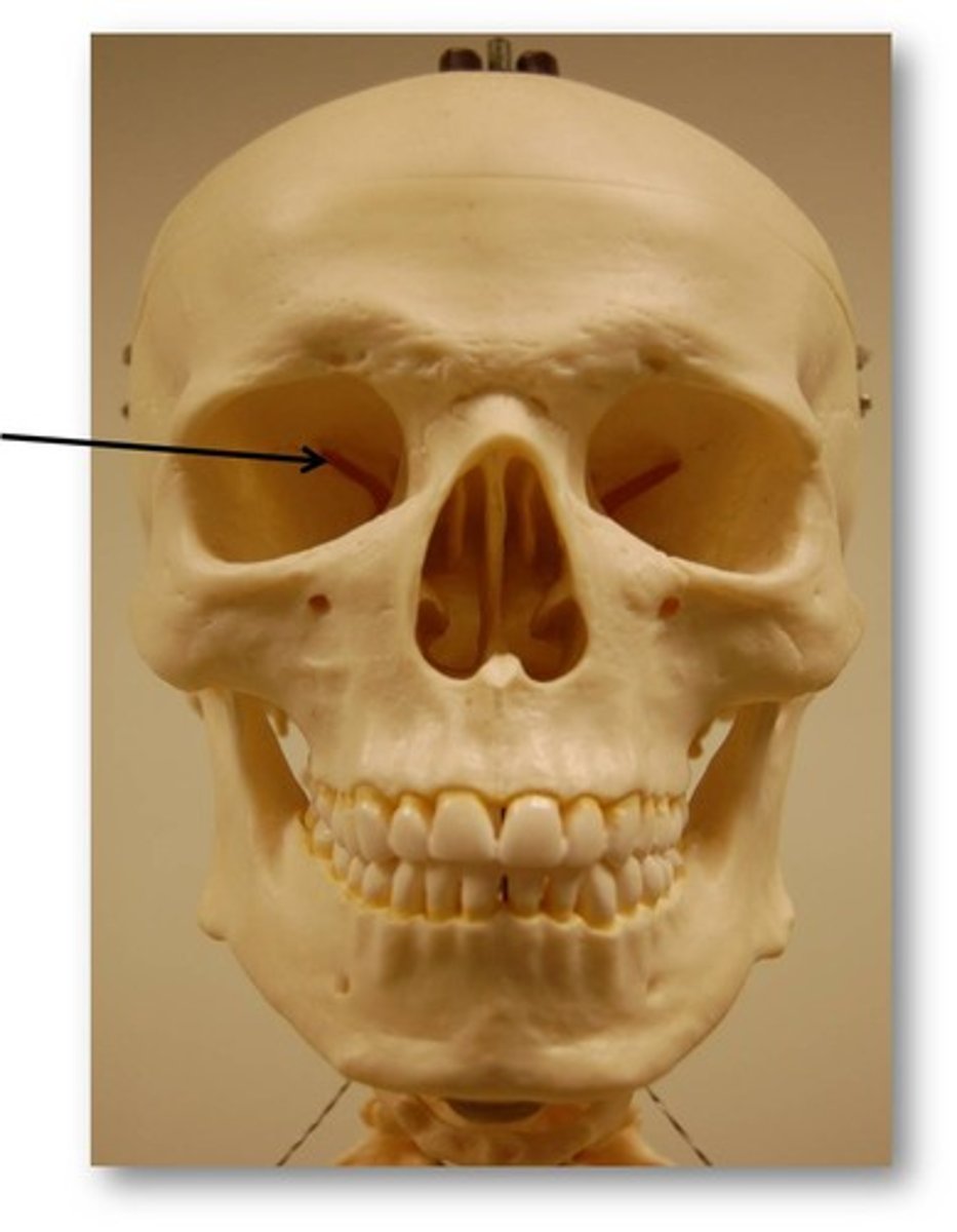 <p>Sphenoid</p>