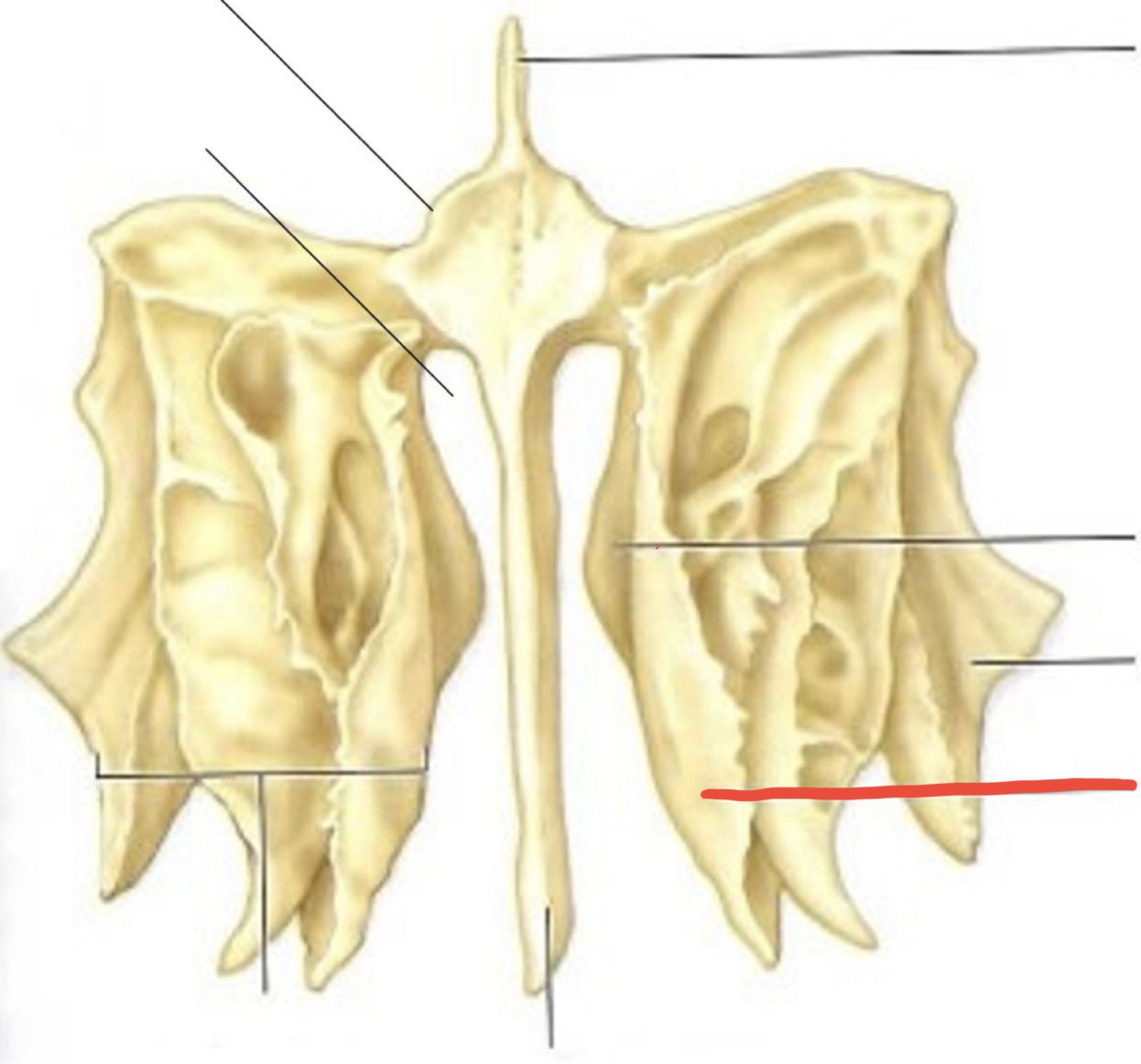 knowt flashcard image