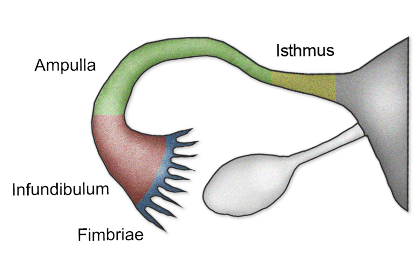 <ul><li><p><span style="font-family: Arial, sans-serif;">Fallopian tube</span></p></li><li><p class="MsoListParagraphCxSpMiddle" style="text-align: justify;"><span style="font-family: Arial, sans-serif;">Ampulla of the fallopian tube</span></p></li><li><p class="MsoListParagraphCxSpLast" style="text-align: justify;"><span style="font-family: Arial, sans-serif;">Fimbriae of the fallopian tube</span></p></li></ul><p></p>