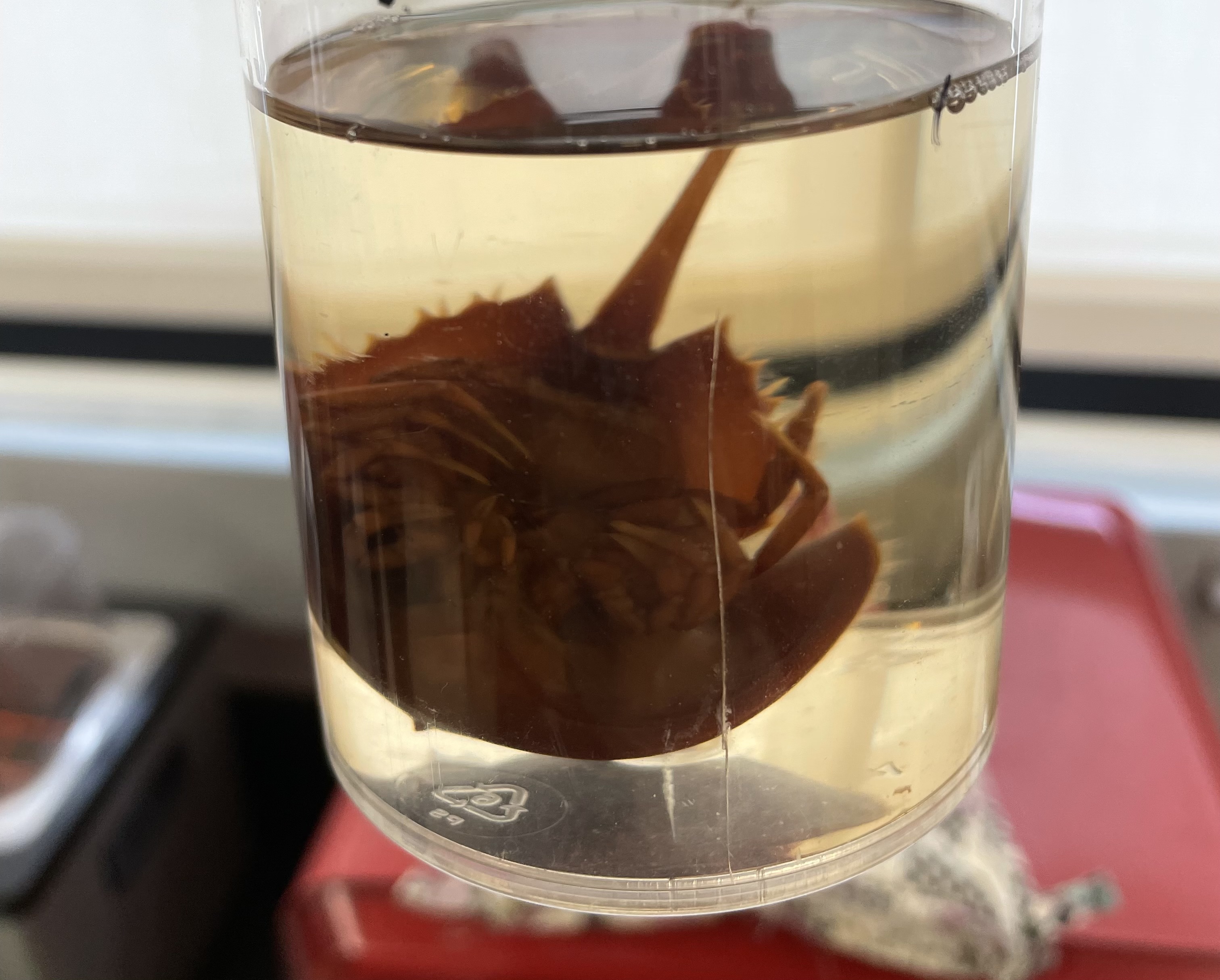 <p>Subphylum</p><p>Class</p><p>Genus</p>