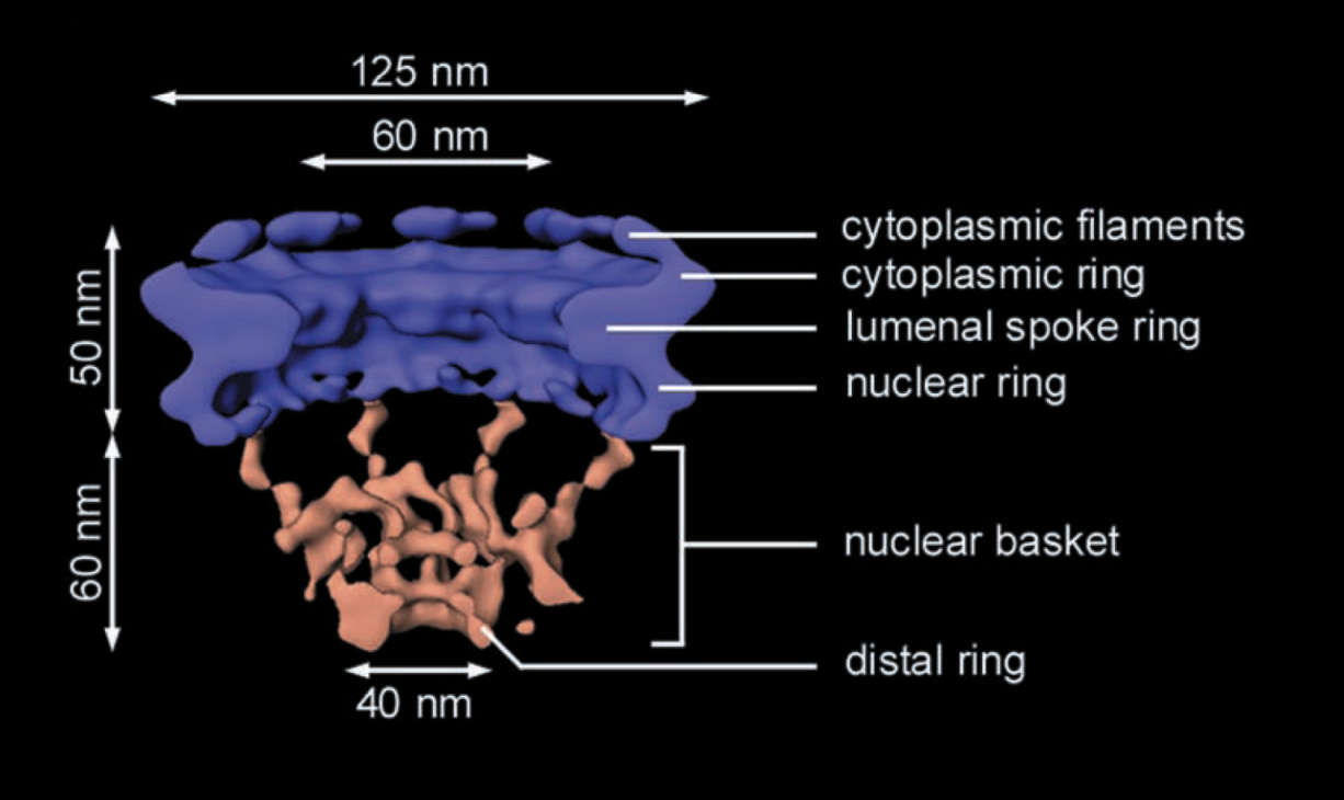 <ul><li><p>ring of 8 subunits surrounding a central channel&nbsp;</p><ul><li><p>through which proteins and RNA pass</p></li><li><p>with cytoplasmic filamers→ collapses from the cytosplasm&gt;</p></li><li><p>8 subunits of NULCEOPORINS</p><ul><li><p>subunits have different proteins themselves</p></li></ul></li></ul></li><li><p>fibrils project from both surfaces of the nuclear pore complex</p><ul><li><p>those on the inside are organised as<strong> basket</strong></p></li><li><p><strong>Well maintained (also called a cage)</strong></p></li></ul></li></ul><p></p>