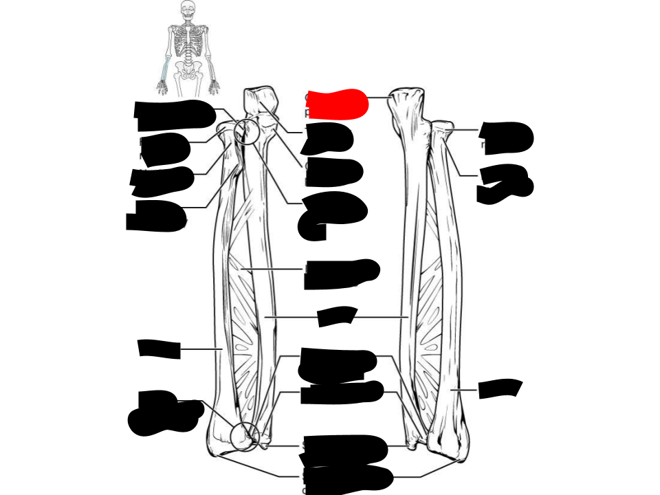 <p>ulna</p>