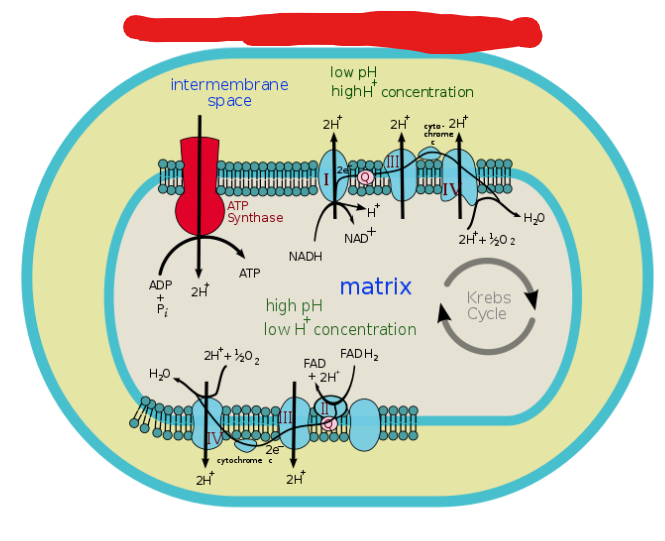 <p>The process in which energy from a proton gradient is used to make ATP. More broadly the process of having energy stored in a gradient used to do work.</p>