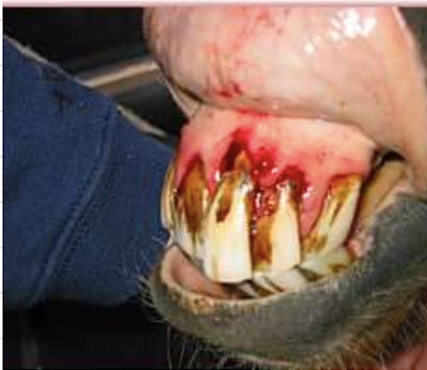 <p>this horse has ________ disease</p>