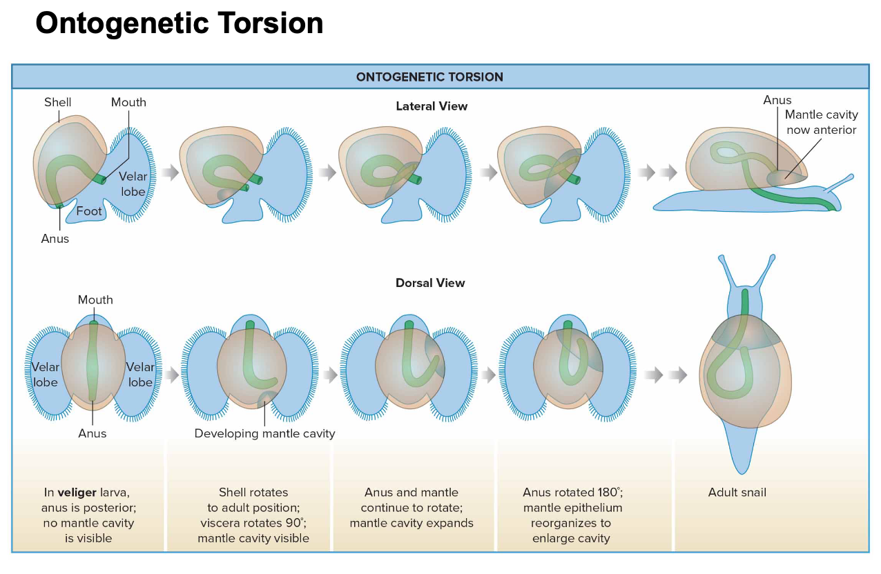 <p>where position of body parts change during development, this is shown when the GI tract is moved so that the anus is above the head, process is called ontogenetic torsion</p>