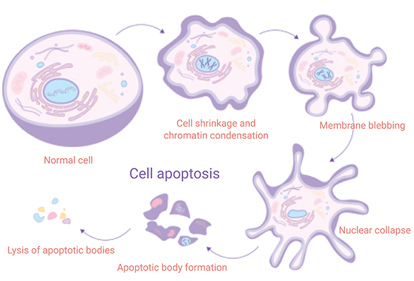 <p>Apoptosis Method</p>