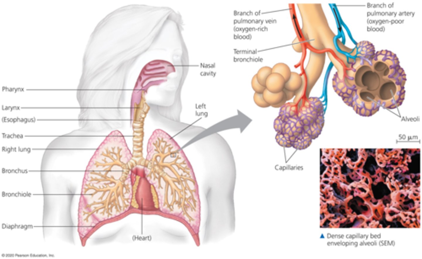 <p>Tracheal system. Oxygen goes straight to the muscles. There is a film of liquid inside alveoli that gases must diffuse through for normal function.</p>