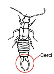 <p>Singular of cercus, sticks out from tip of abdomen, sense wind and air movements, Earwigs = pinchers </p>