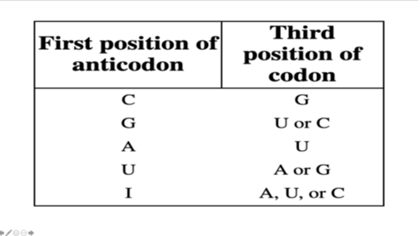 <p>A tRNA has the following anticodon sequence 5'-GGU-3'. What are the possible codons that can pair with the anticodon of this tRNA?</p>