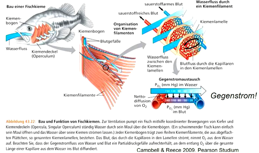 Sauerstoffaufnahme aus dem Wasser erfordert aktive Bewegung der Kiemendeckel zur Umströmung der Kiemen mit frischem Wasser 

**Gegenstromprinzip optimiert den Sauerstoffaustausch zwischen Wasser und Blut:** 

Strömungsrichtung des Blutes in entgegen gesetzter Richtung zum Wasserstrom um die Kiemenfilamente; das erzeugt gleich bleibenden Partialdruckunterschied in den Kapillargefäßen der Kiemenlamellen