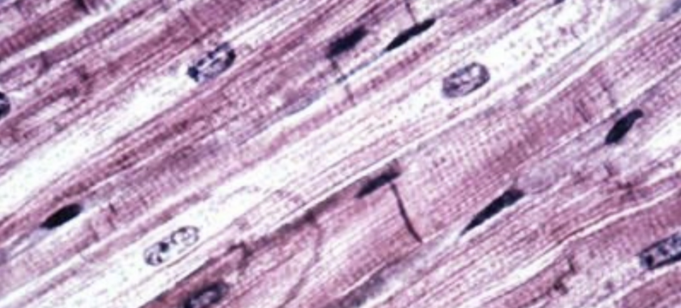 What cell type is this?