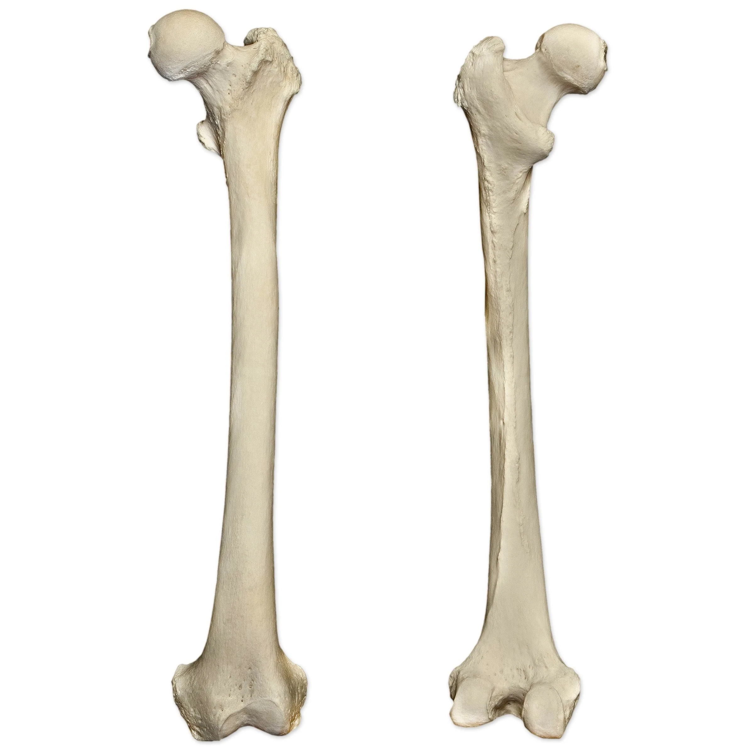 longer than wide (ex. femur)