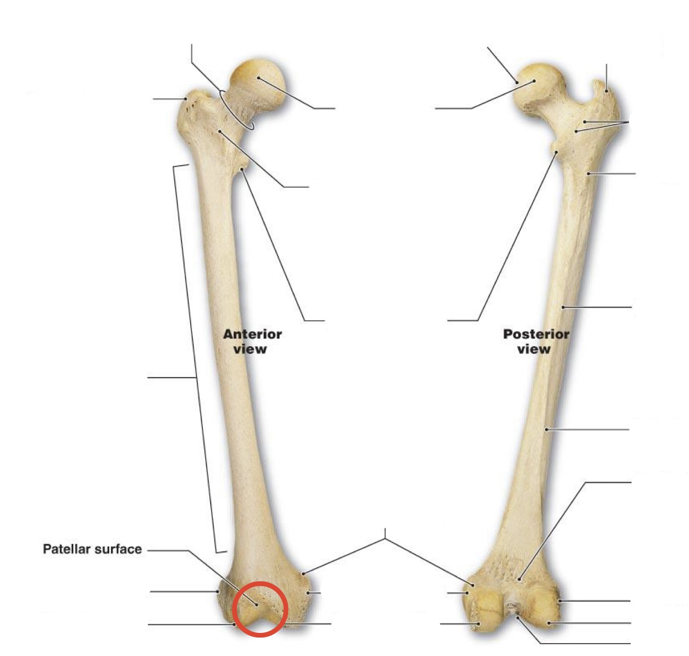 <p><span><span>Patellar surface</span></span></p>