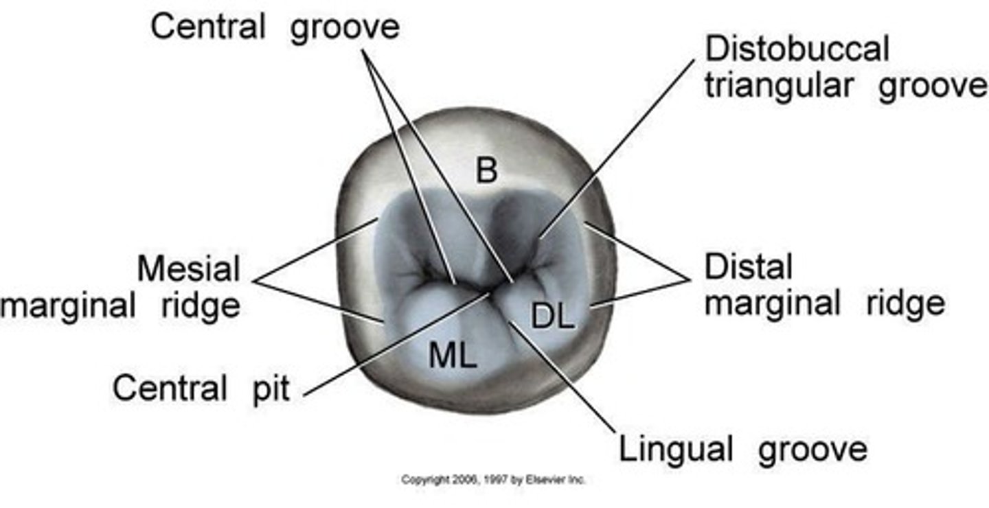 <p>Ends at mesial/distal fossae.</p>