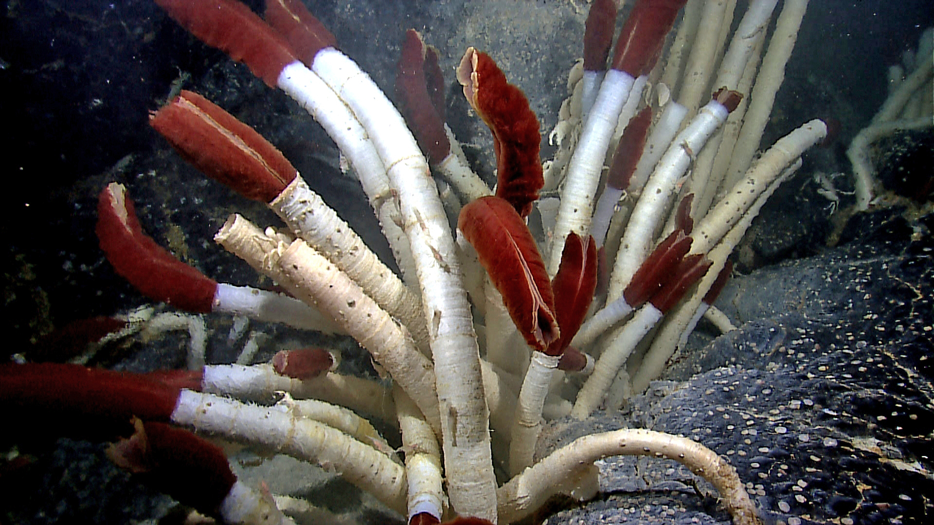 <p>these annelids are polychaetes that have flexible or rigid tubes, they are usually particle feeders that consume either suspended particles or particles in/on sediments</p>