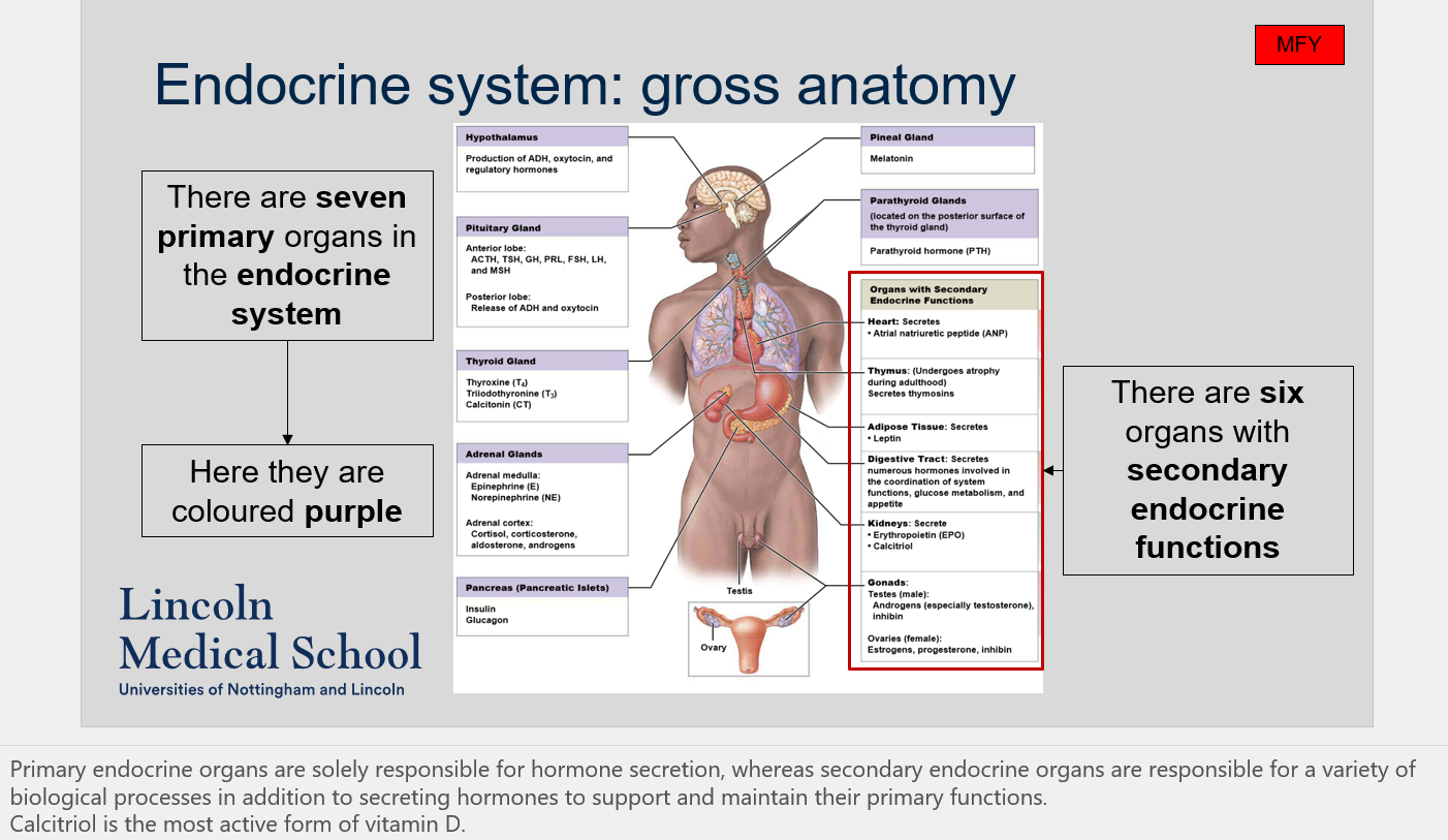 Primary endocrine organs solely secrete hormones, while secondary endocrine organs secrete hormones as well as perform additional biological functions to support their primary functions.  