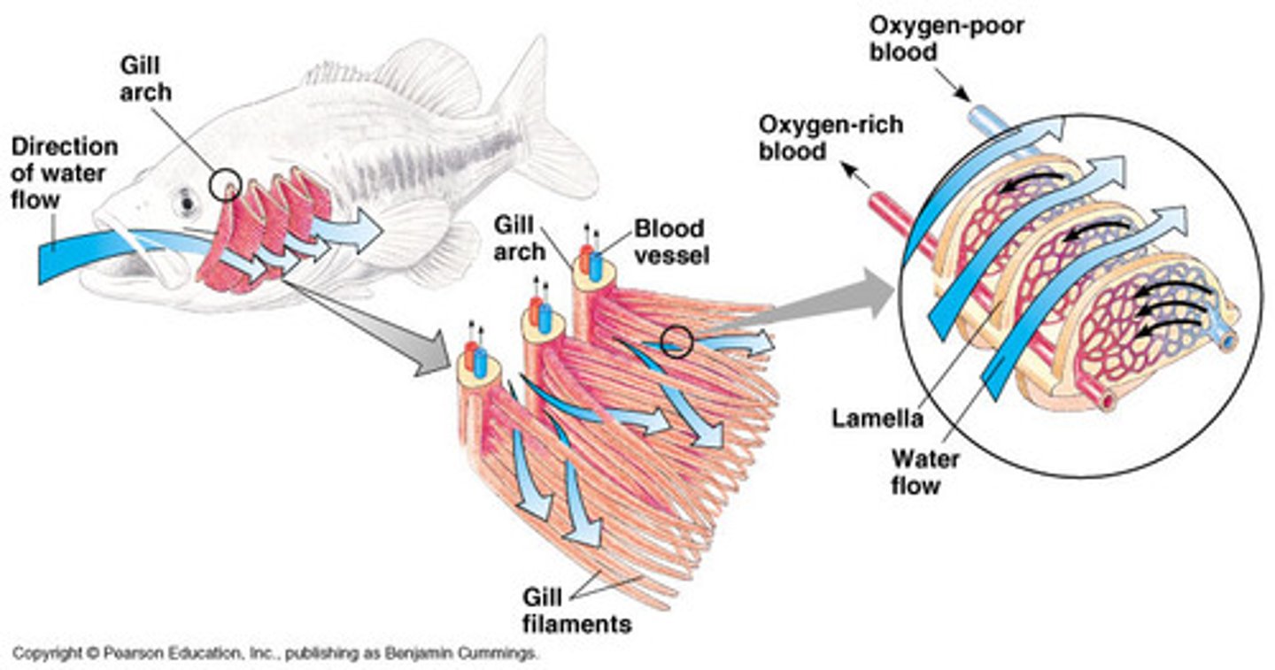 <p>● Gills= located within the body, supported by arches, along which are multiple projections of gill filaments, which are stacked up in piles.</p><p>● Lamellae= at right angles to the gill filaments, give an increased surface area. Blood and water flow across them in opposite directions (countercurrent exchange system).</p>