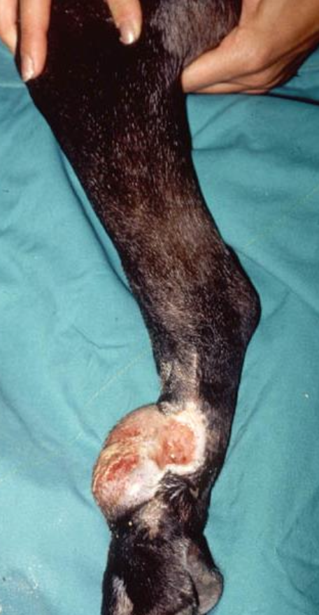 <p>Predicting biologic behavior, especially for intermediate-grade tumors. </p><p>BUT EXPENSIVE.&nbsp;</p><p>Most helpful for grade 2/intermediate grade MCT or if behavior is in question&nbsp;</p>