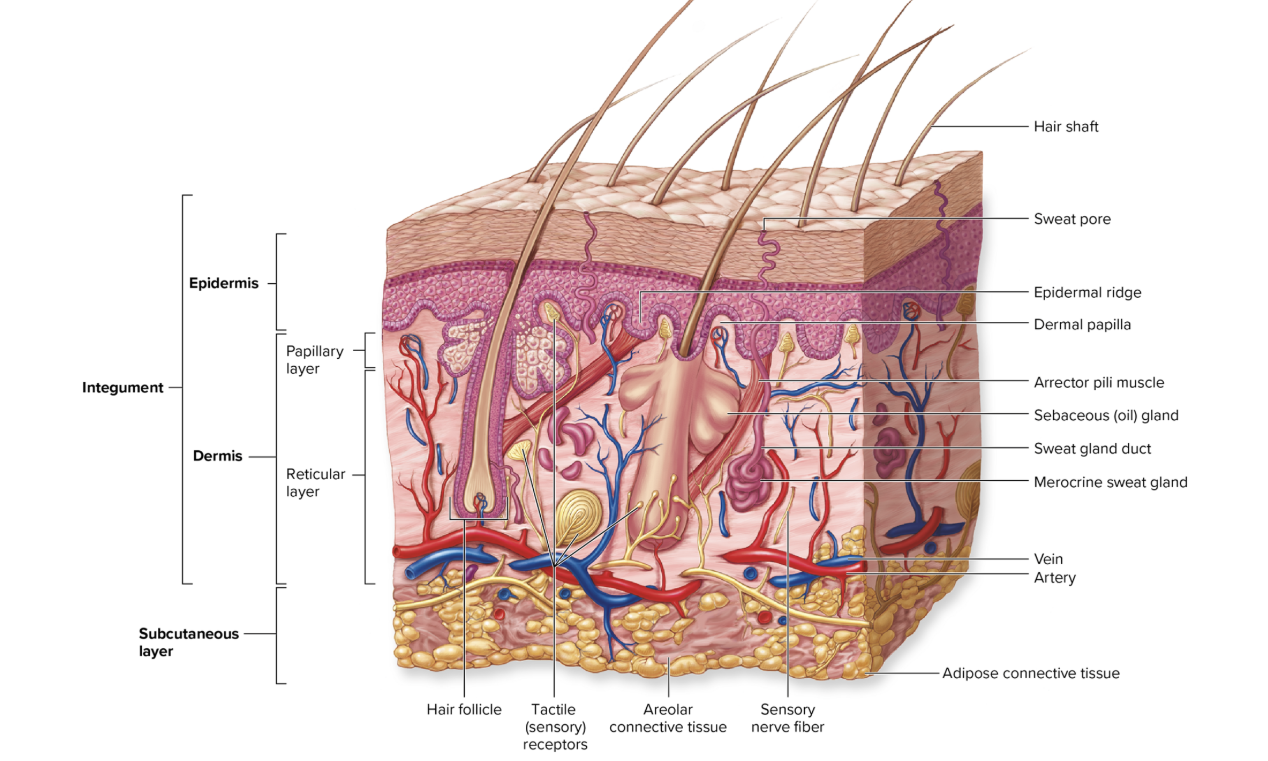 <p>Composition and Functions of the Integument</p>