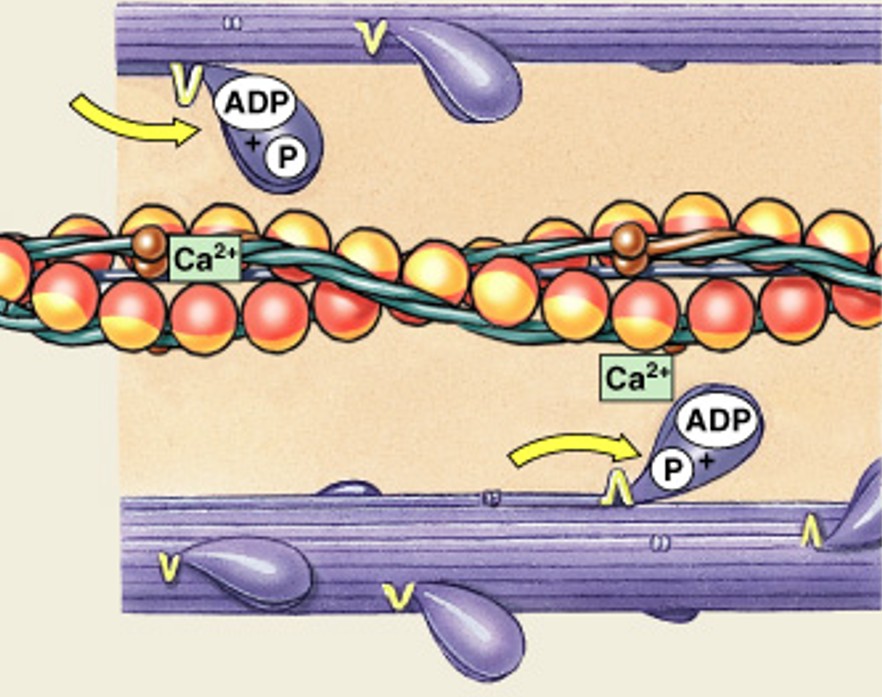 <p>Which step of the contraction cycle is:</p><ul><li><p>Reactivation of myosin</p></li></ul><p></p>