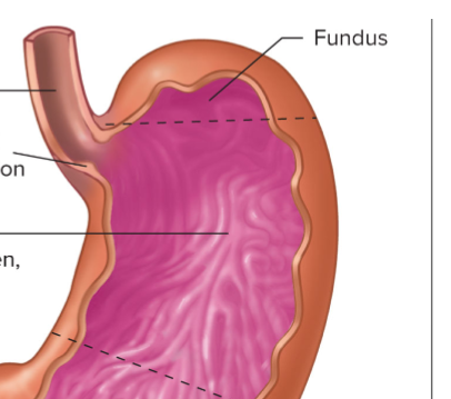 <p>Top portion; made of thinner smooth muscle layers. Secretes mucus, pepsinogen and HCl</p>
