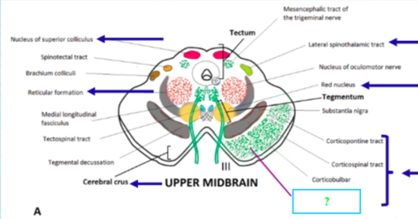 <p>goes to the pontine nuclei, which in turn project to the cerebellum</p>