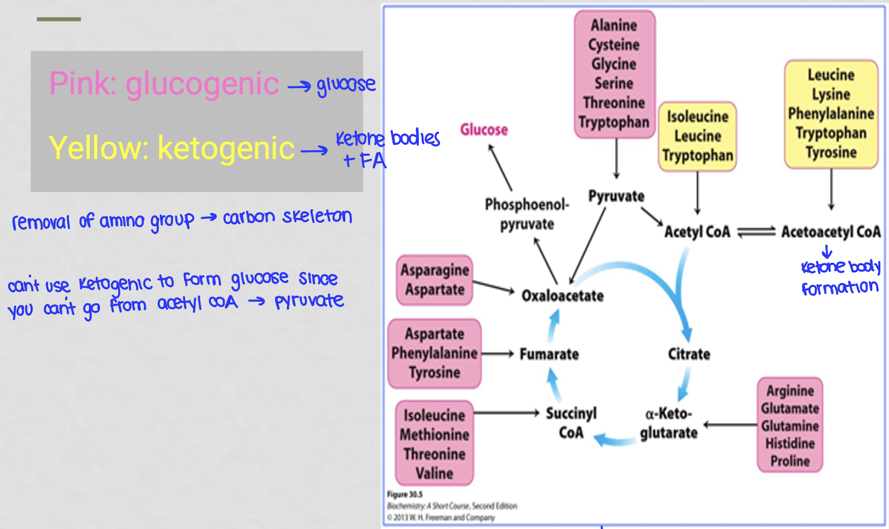 <p>you can’t go from acetyl-coA to pyurvate</p>