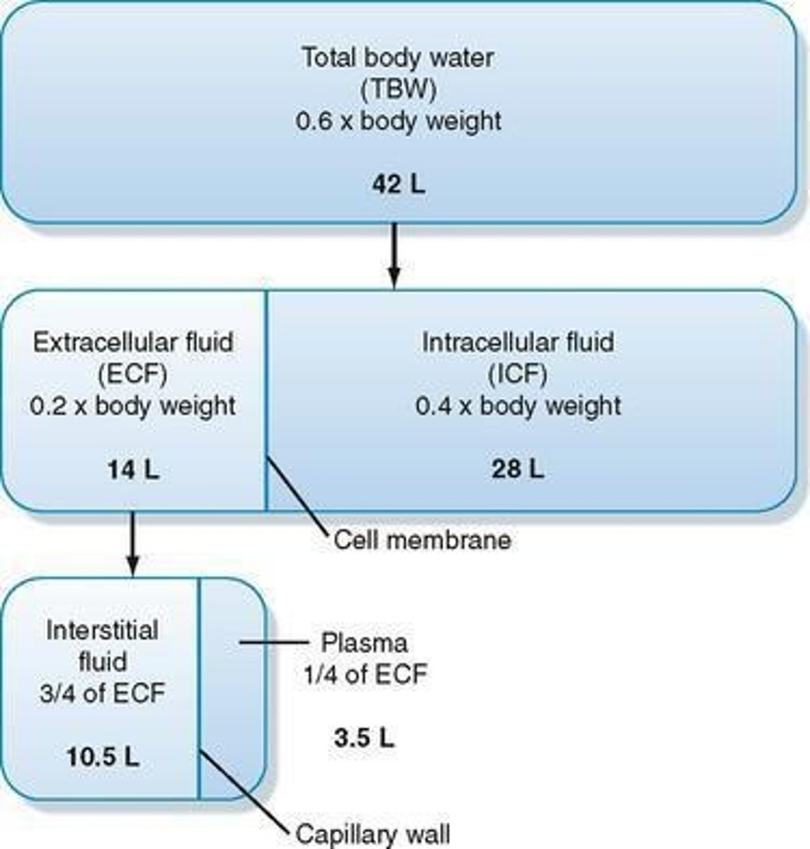 <p>Storage sites for minerals and nutrients.</p>