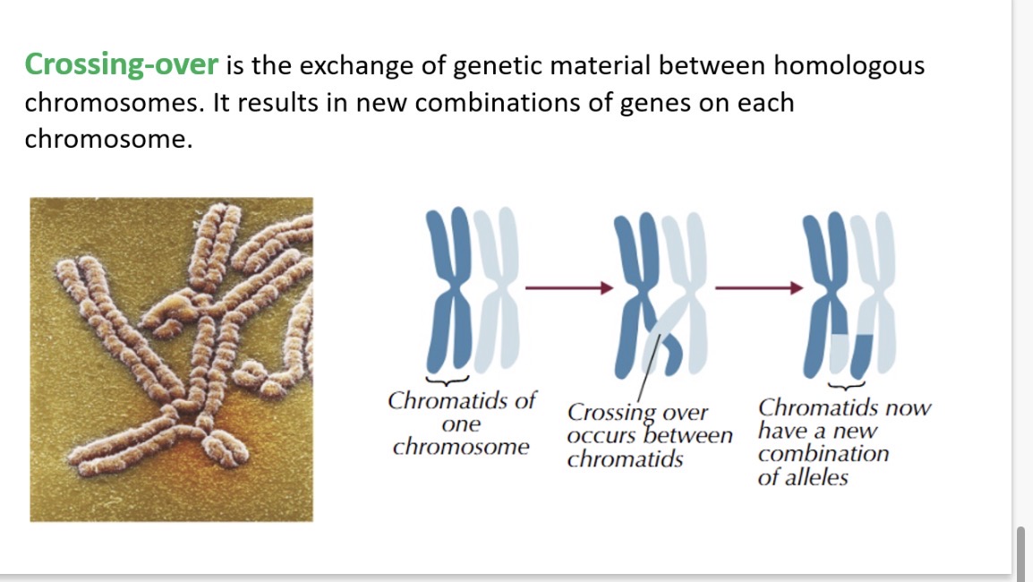 <ol><li><p>Cell division for sexual reproduction that halves chromosomes and produces 4 genetically different daughter cells</p></li><li><p>Paired chromosomes which have the same genes with 1 chromosome coming from each parent.</p></li><li><p>When the genes of non-sister chromatids exchange genetically which increases diversity</p></li><li><p>Haploid sperm/egg cells which are created by meiosis</p></li><li><p>The position of a gene/allele on a chromosome</p></li><li><p>A pair of chromosomes (one from each parent) that are similar in size,shape and carry genes for the same traits at corresponding loci.</p></li><li><p>By exchanging segments of DNA between non-sister chromatids during prophase I, resulting in new combinations of alleles on each chromosome.</p></li><li><p>If meiosis didn’t reduce chromosome number, fertilisation would double the chromosome count in each generation, disrupting genetic stability and leading to developmental abnormalities.</p></li><li><p>Gene: A section of DNA that codes for a polypeptide</p></li></ol><p>Allele: different forms of genes</p><ol start="10"><li><p>Zygote. 11. Double 12.haploid</p></li></ol><p></p>