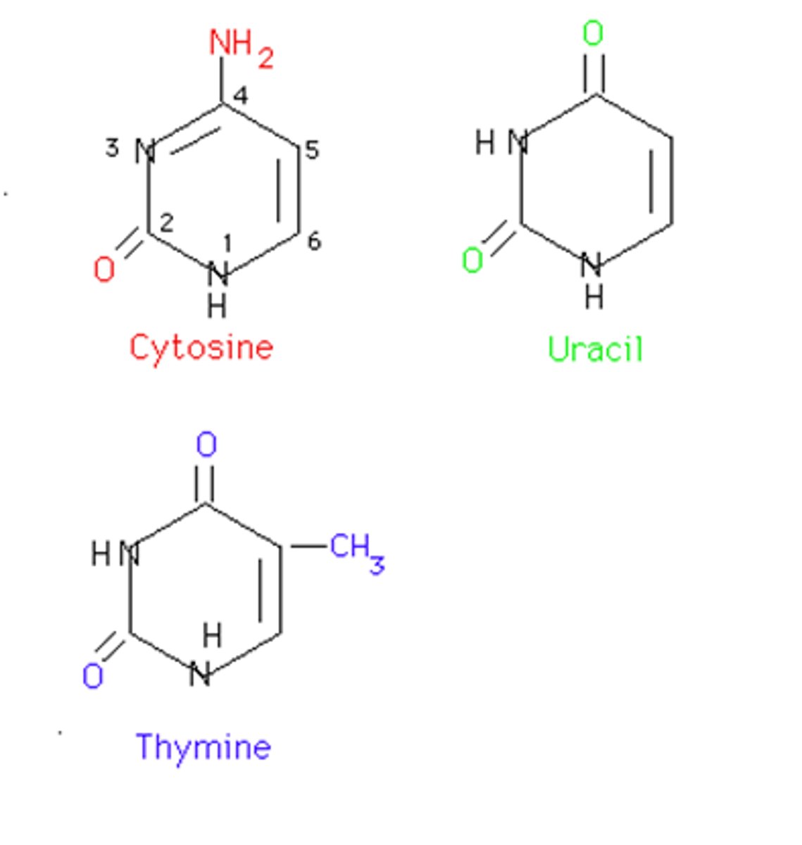 <p>Cytosine, Thymine, Uracil</p>