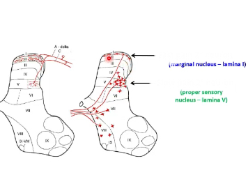 <p>marginal nucleus lamina 1</p>