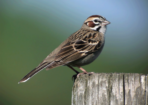 <p>Order: Passeriformes Family: Passerellidae</p>