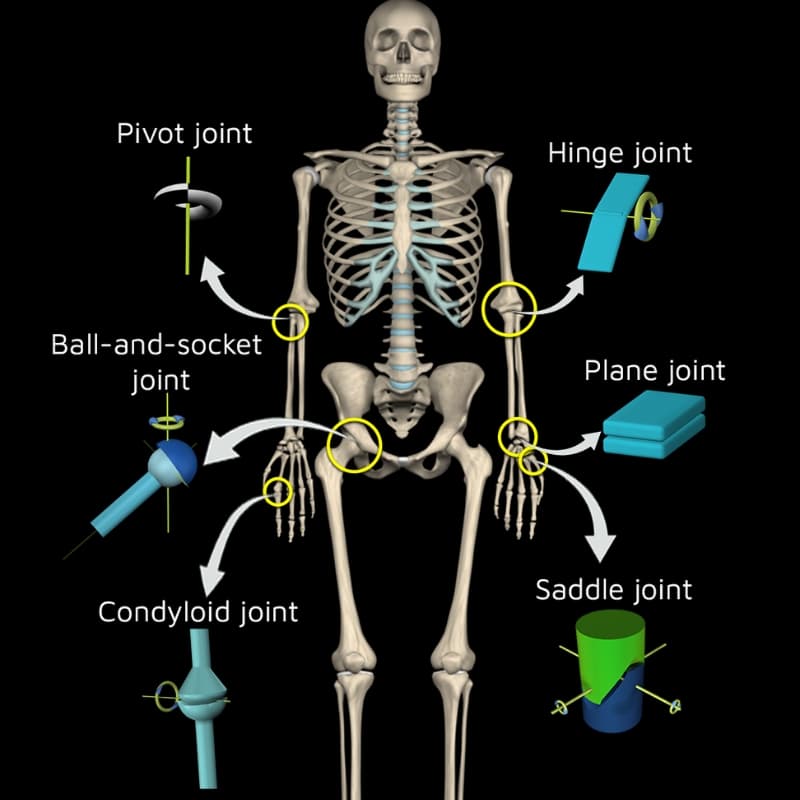 <p>Plane (gliding) joints</p><p>Hinge joints</p><p>Condylar (condyloid) joints</p><p>Saddle Joints</p><p>Pivot joints</p><p>Ball and Socket Joints </p>